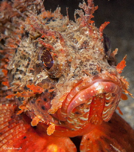 All Puffed up....Red Barbfish  Night Dive Blue Heron Bridge by John Roach 